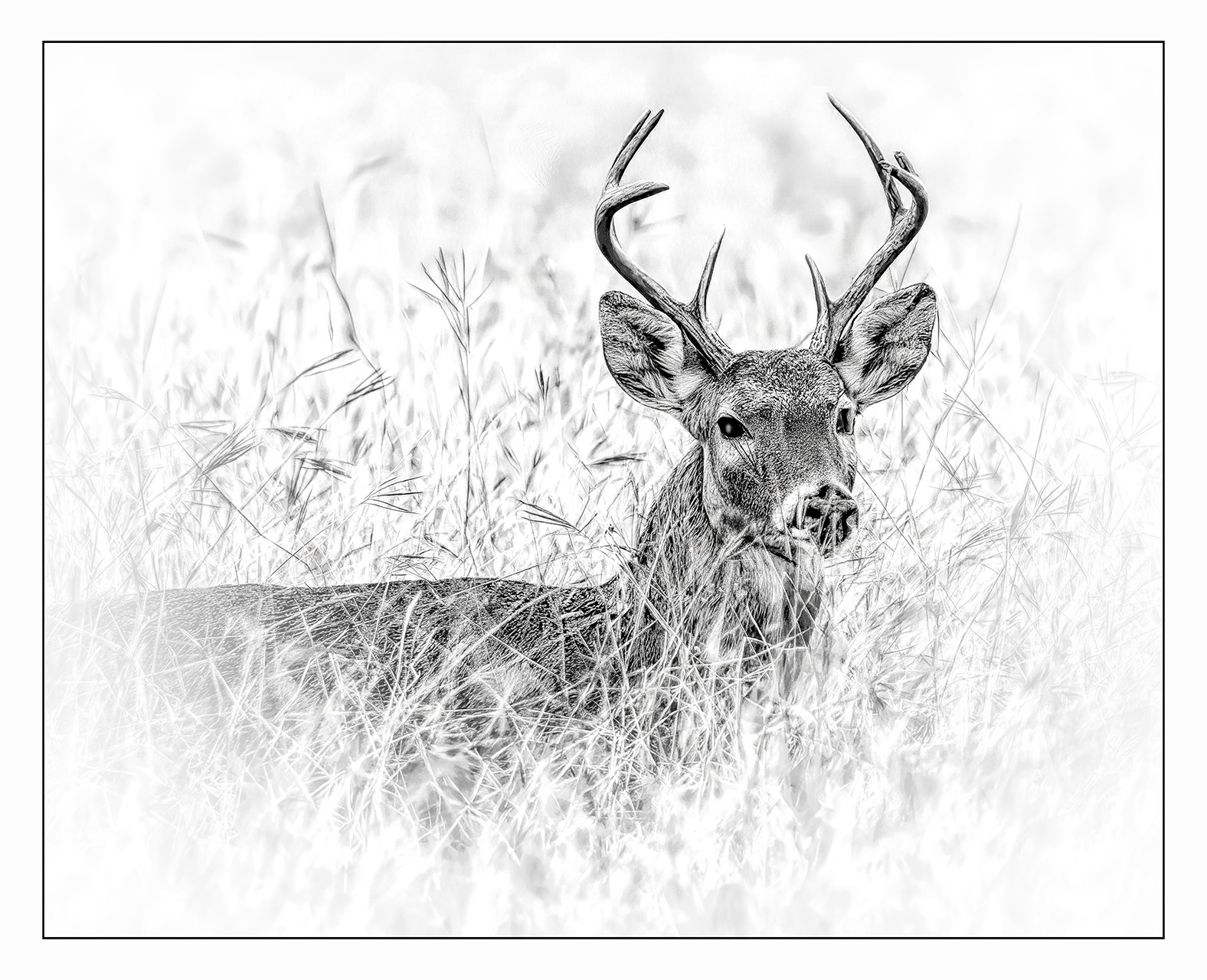 Trying to Blend In 1A Jack Young Feb. 2021 Fort Worth Camera Club